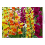 Snapdragons Colorful Floral Card