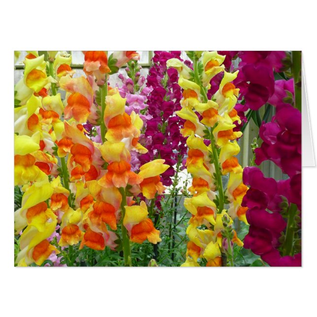 Snapdragons Colorful Floral Card (Front Horizontal)