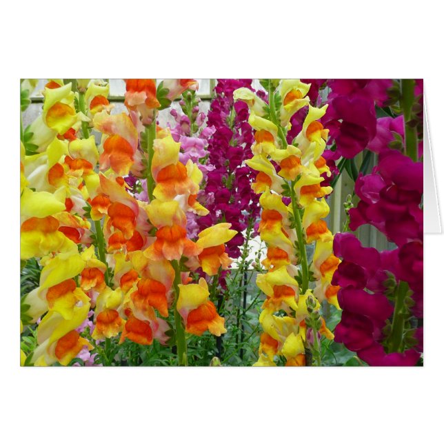 Snapdragons Colorful Floral Cards (Front Horizontal)