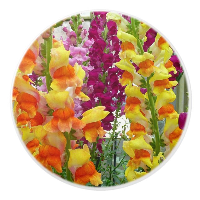 Snapdragons Colorful Floral Ceramic Knob (Front)