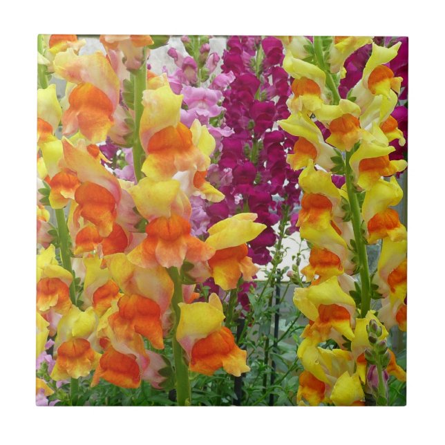 Snapdragons Colorful Floral Ceramic Tile (Front)