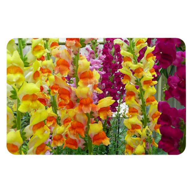 Snapdragons Colorful Floral Magnet (Horizontal)