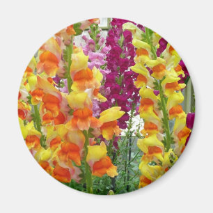 Snapdragons Colorful Floral Magnet