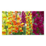 Snapdragons Colorful Floral Photo Print