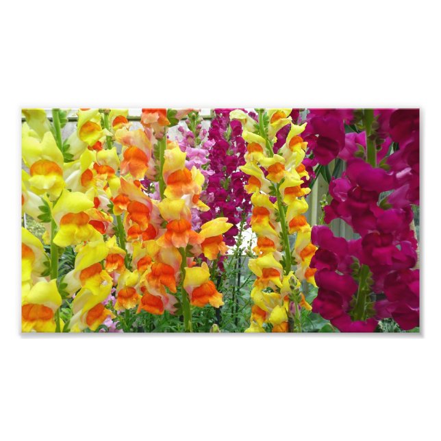Snapdragons Colorful Floral Photo Print (Front)