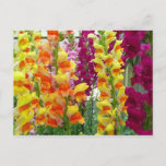 Snapdragons Colorful Floral Postcard