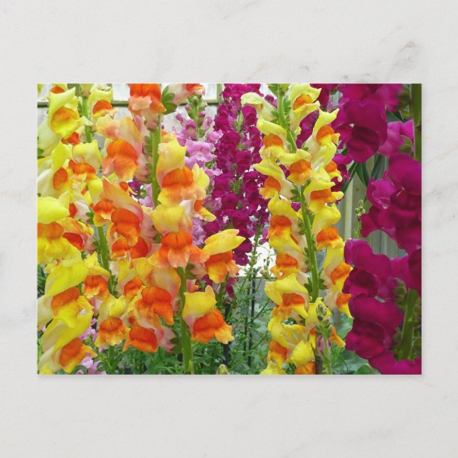 Snapdragons Colorful Floral Postcard (Front)