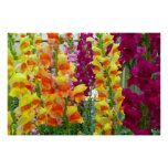 Snapdragons Colorful Floral Poster