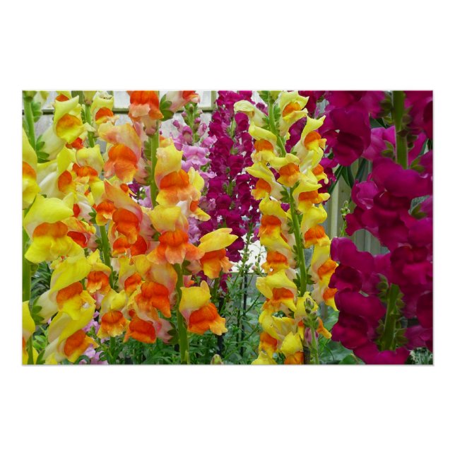Snapdragons Colorful Floral Poster (Front)