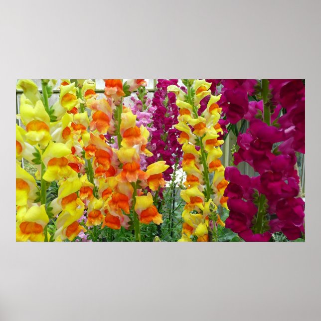 Snapdragons Colorful Floral Poster (Front)