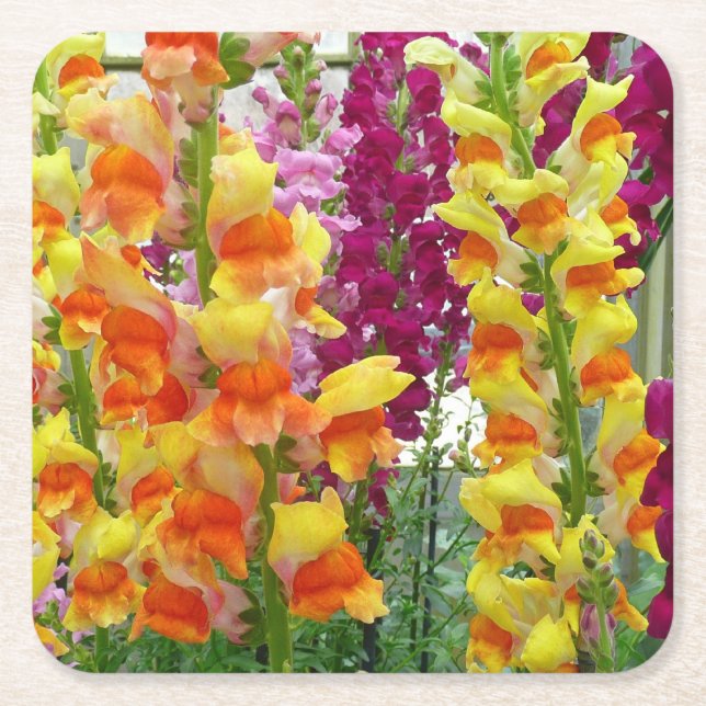 Snapdragons Colorful Floral Square Paper Coaster (Front)