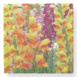 Snapdragons Colorful Floral Stone Coaster