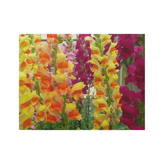 Snapdragons Colorful Floral Wood Poster (Front)