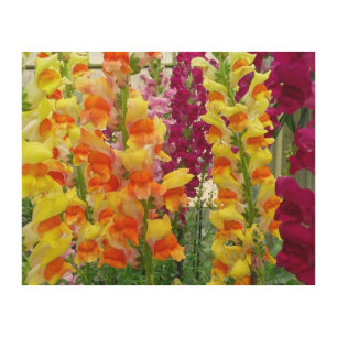 Snapdragons Colorful Floral Wood Wall Art