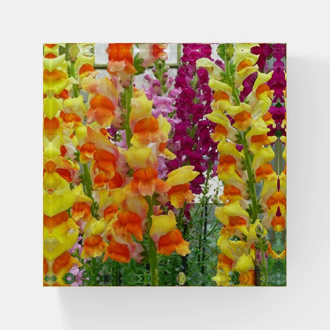 Snapdragons Paperweight (Front)