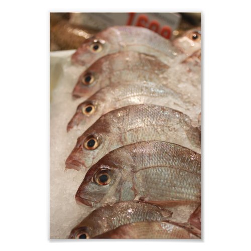 Snapper Fish Photo Print