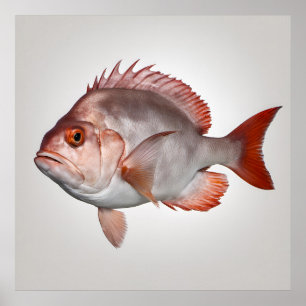 Snapper - Fish Print