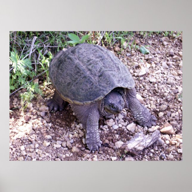 Snapping Turtle 1 Poster (Front)