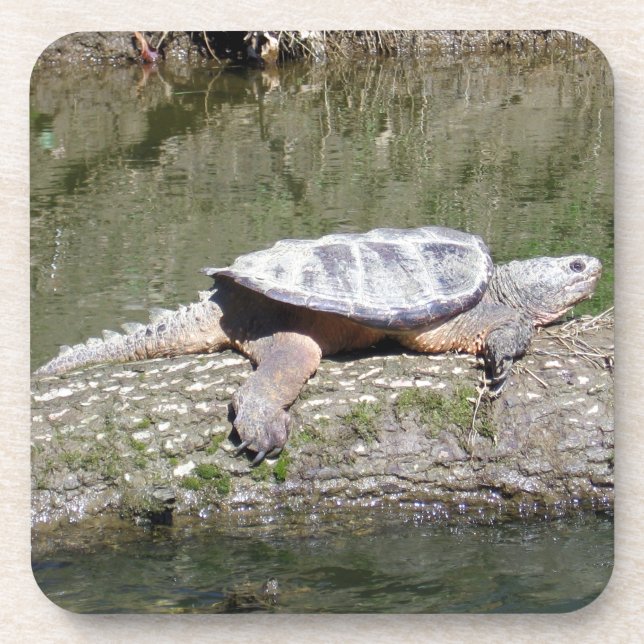 Snapping Turtle Beverage Coaster (Front)