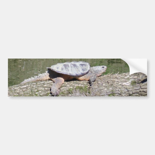 Snapping Turtle Bumper Sticker (Front)
