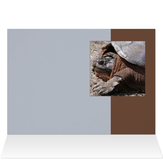 Snapping Turtle Cards (Inside Horizontal (Top))