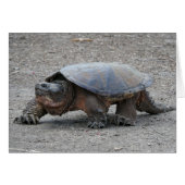 Snapping Turtle Cards (Front Horizontal)
