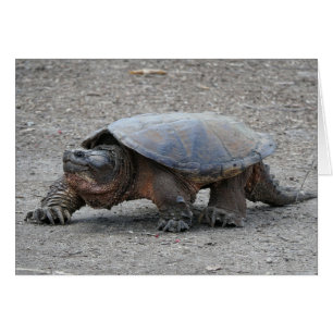 Snapping Turtle Cards