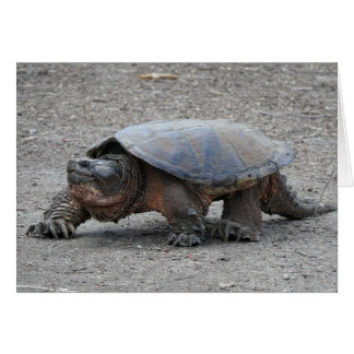 Snapping Turtle Cards