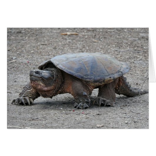 Snapping Turtle Cards (Front Horizontal)