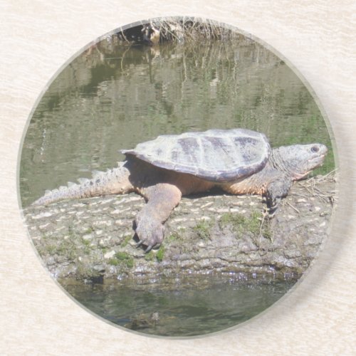 Snapping Turtle Coaster