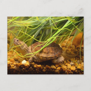Snapping Turtle (New York) Postcard