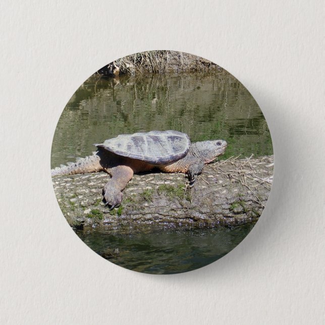 Snapping Turtle Pinback Button (Front)