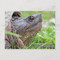 Snapping Turtle Postcard