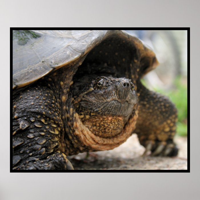 Snapping Turtle Poster