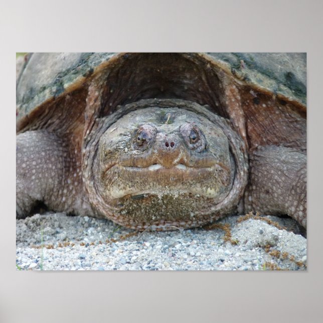 SNAPPING TURTLE POSTER (Front)