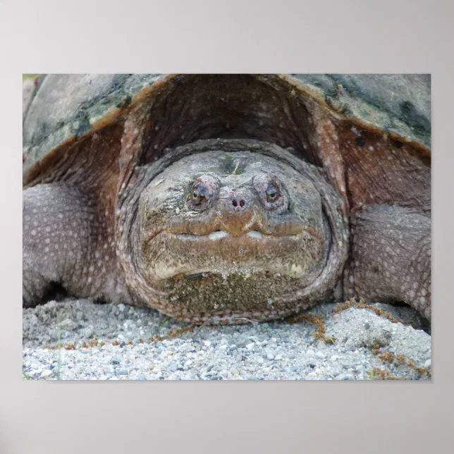 SNAPPING TURTLE POSTER | Zazzle