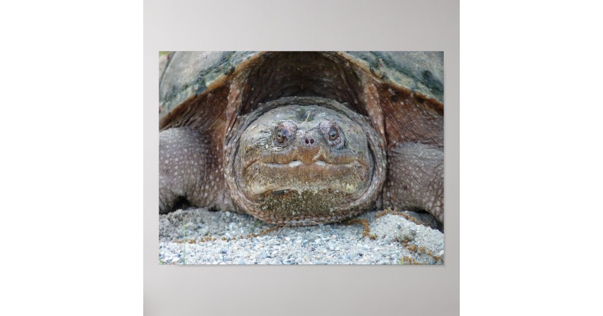 SNAPPING TURTLE POSTER | Zazzle