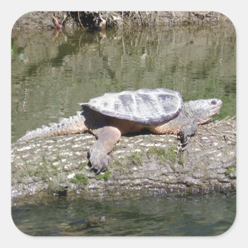 Snapping Turtle Square Sticker