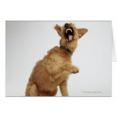 Snarling Dog (Front Horizontal)