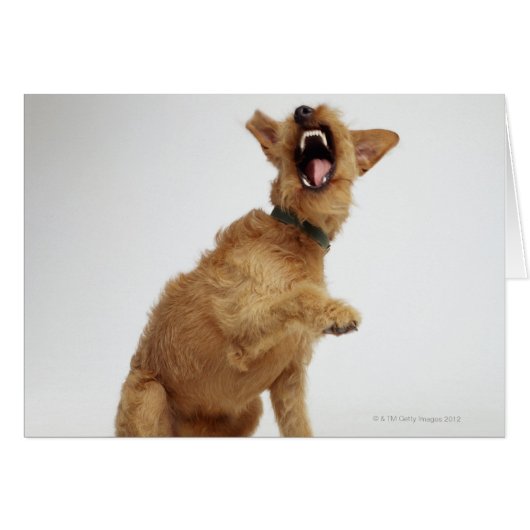 Snarling Dog (Front Horizontal)