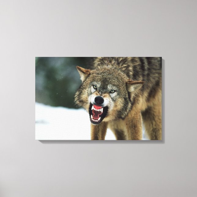 Snarling gray wolf canvas print (Front)