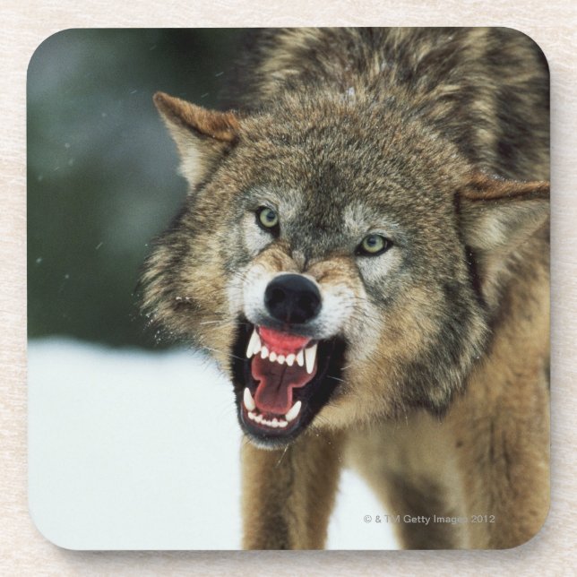 Snarling gray wolf coaster (Front)