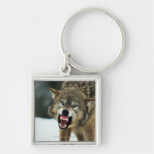 Snarling gray wolf keychain