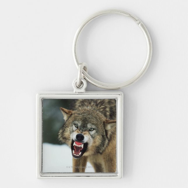 Snarling gray wolf keychain (Front)
