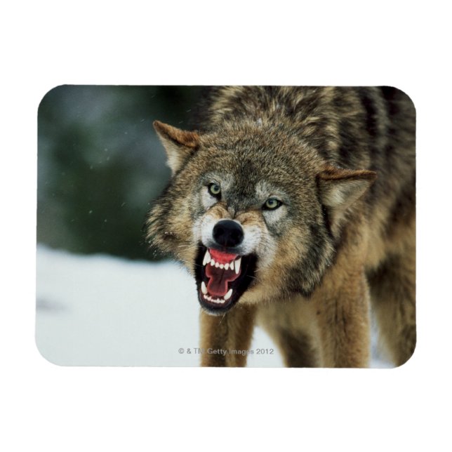 Snarling gray wolf magnet (Horizontal)
