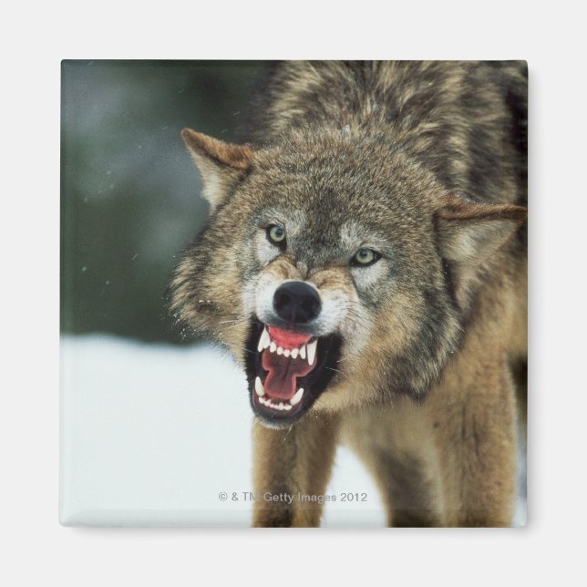 Snarling gray wolf magnet (Front)