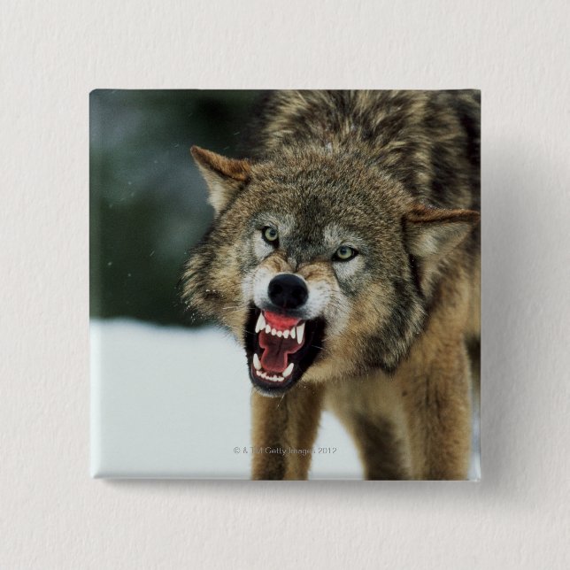 Snarling gray wolf pinback button (Front)