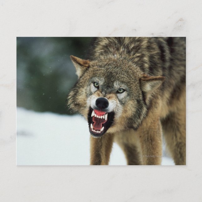Snarling gray wolf postcard (Front)