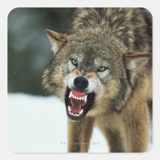 Snarling gray wolf square sticker (Front)