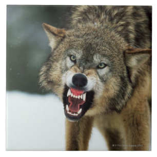 Snarling gray wolf tile